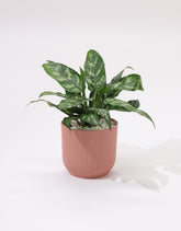 نبتة الاجلونيما ماريا